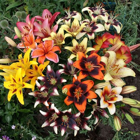 Asiatic Lily Bulbs Tango Mix Flower Bulbs Flower Bulb Farm