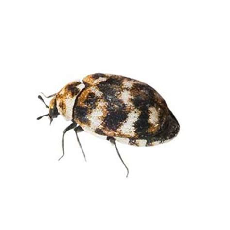 Varied Carpet Beetle Identification Beetles In Central And Eastern