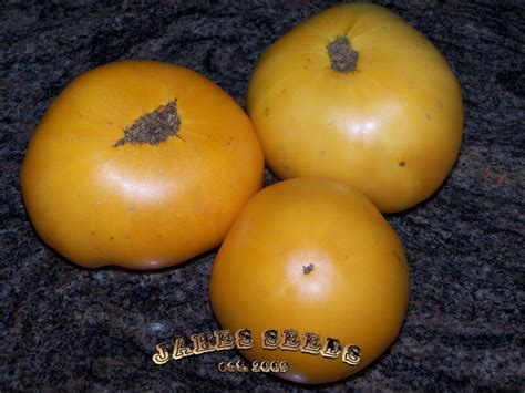 Yellow Orange Russian Heirloom Tomato Jakes Seeds