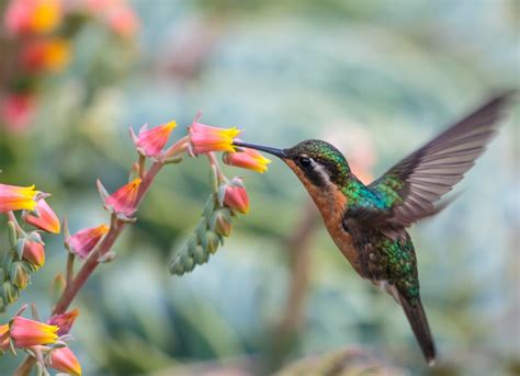 12 Gorgeous Plants To Attract Hummingbirds To Your Garden Bob Vila