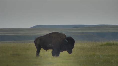 5 Best Bison Water Hole Photos Of The Week Explore