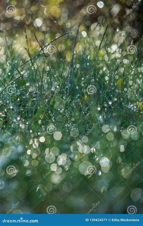 Green Grass Background Bokeh Blur Stock Image Image Of Light