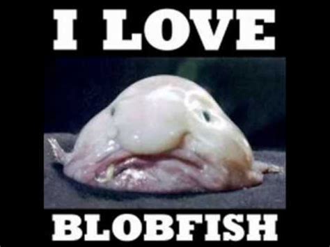 They live around australia and tasmania at depths lower than 800 meters. Blobfish - YouTube
