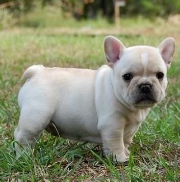 Adorable french bulldog puppies ready to go home soon. French Bulldog - Puppies, Rescue, Pictures, Information ...