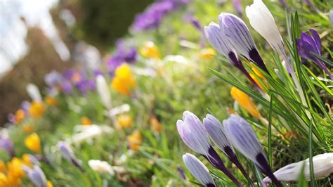 Wallpaper Flowers Garden Nature Grass Plants Petals Blossom