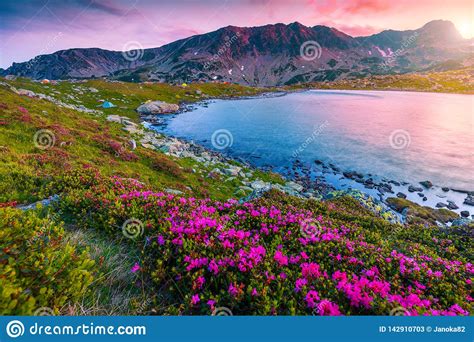 Pink Rhododendron Flowers And Bucura Lake At Sunset Retezat Mountains
