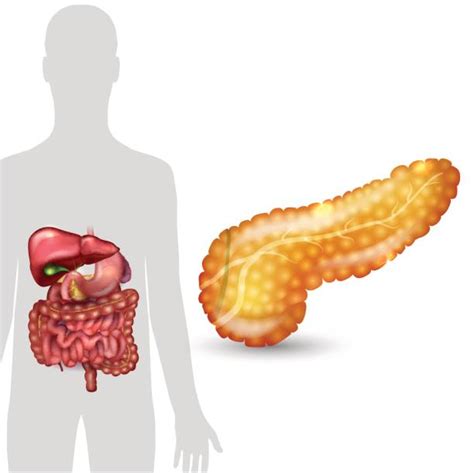 Pancreas Clip Art Vector Images And Illustrations Istock