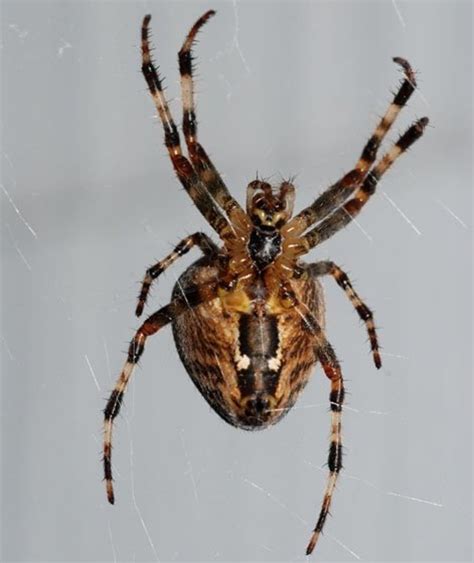 We did not find results for: The Cross Orb Weaver or Common Garden Spider Facts | HubPages