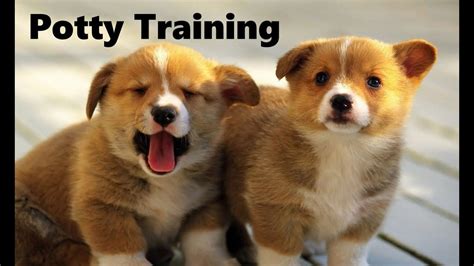 Health on all our akc pembroke welsh corgi puppies: How To Potty Train A Pembroke Welsh Corgi Puppy - House ...