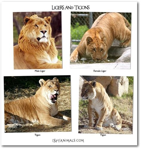 Ligers Tigons And Bears Oh My Animals Liger Rare Cats