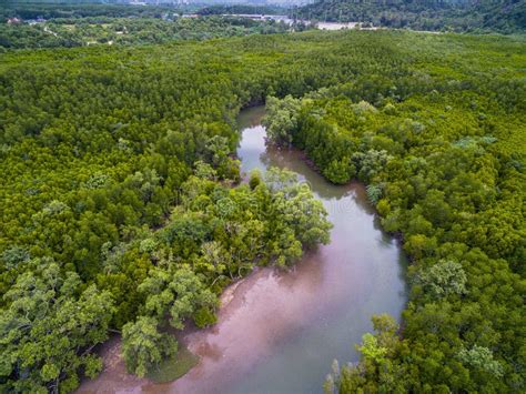Aerial View Of Curve River In Mangrove Forest In Thailand Stock Photo