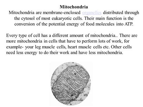 Cellular respiration occurs in mitochondria on both animal and plant cells. Cells - Presentation Cell biology