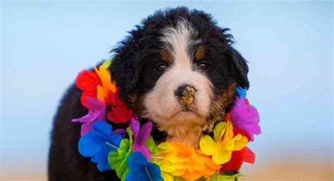 Miniature Bernese Mountain Dog Size Personality And Health