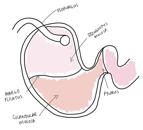 Equine Gastric Ulcer Syndrome Avon Ridge Equine Veterinary Services