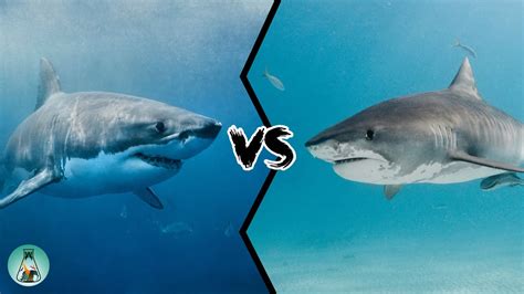 You can get the best discount of up to 50% off. GREAT WHITE SHARK VS TIGER SHARK - Which is the strongest ...