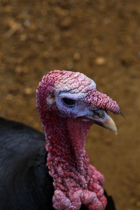 Turkey Male Bird Close Up Portrait Stock Photo Image Of Avian