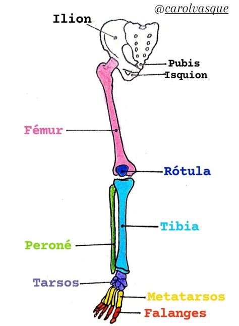Anatomía Huesos Del Miembro Inferior