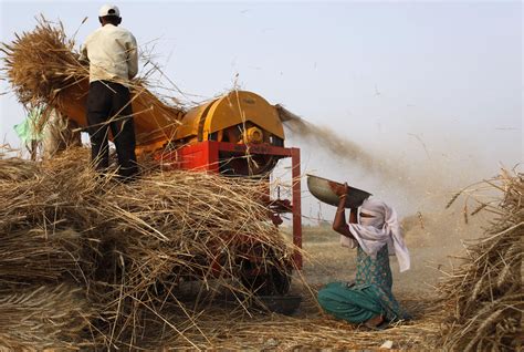An Indian Farmer Feeds Harvested Wheat Crop Into A Thresher As A Woman Collects De Husked Wheat