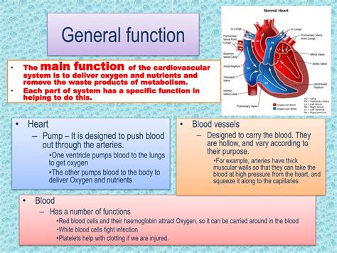 Ppt The Function Of The Cardiovascular System Powerpoint Presentation