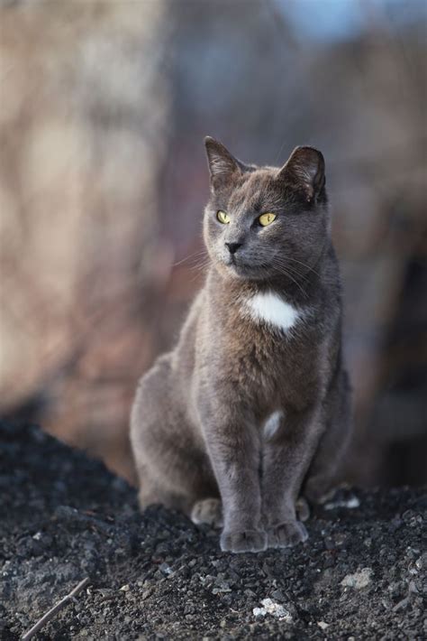 Helping Feral Cats Is Up To You Catster