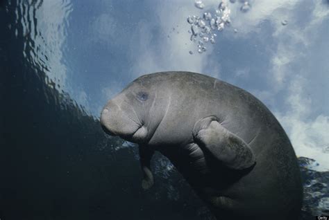 20 Photos Of Manatees Doing Manatee Things And Being Very Cute Photos