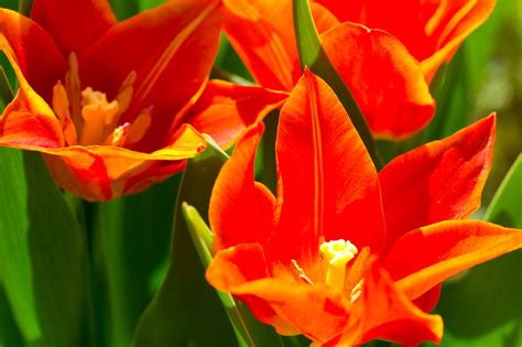 Free Images Nature Flower Petal Tulip Orange Spring Red Botany