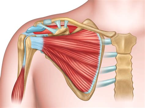 Scapula (= 'shoulder blade' or 'shoulder bone') is a bone of the human body. Anatomy of the Human Shoulder Joint