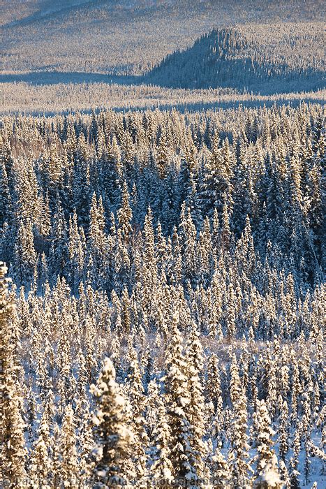 Snowy Boreal Forest Landscape