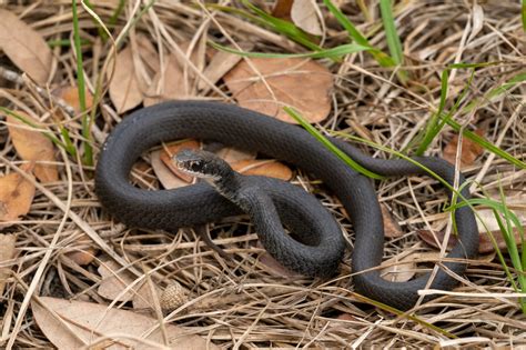Snakes Of South Carolina South Carolina Partners In Amphibian And