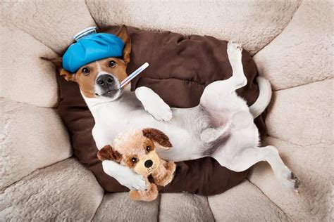 Sick Dog With Bandages Lying On Bed Stock Photo By ©damedeeso 10153502