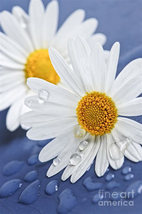Daisy Flowers With Water Drops Photograph By Elena Elisseeva