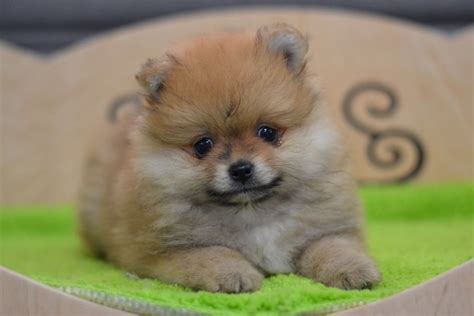 Pomeranian Puppies For Sale North Miami Beach Fl 275982