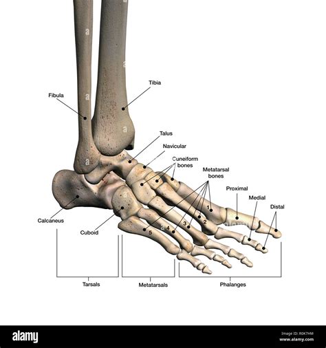 Bones Of Human Foot With Labels Stock Photo Alamy