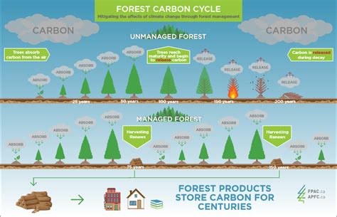 Sustainable Working Forests Create Carbon Sinks West Fraser