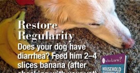 Dog Has Diarrhea What To Feed Hutomo