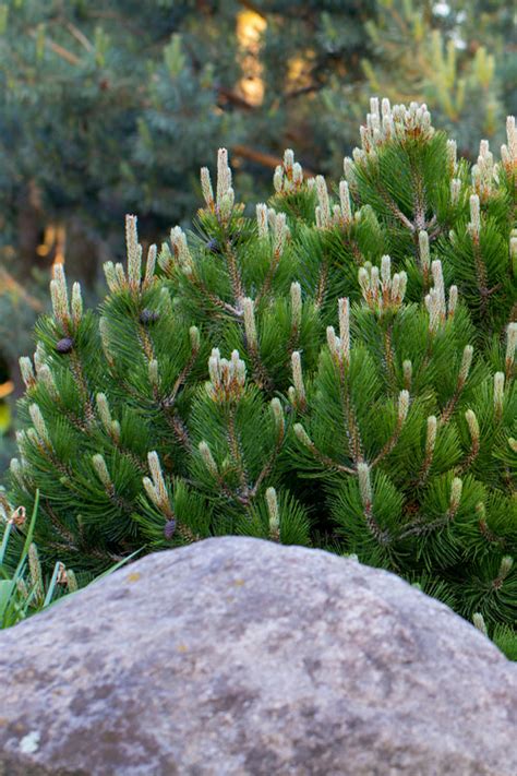 Buy Dwarf Swiss Mountain Pine Pinus Mugo Pumilio Free Shipping