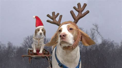 Dogs Ruin Christmas Cute Dog Maymo And Puppy Penny Youtube