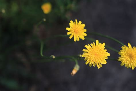 Wallpaper Bunga Bunga Hijau Alam Warna Kuning Di Luar Rumah