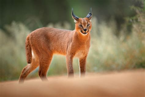 12 Cat Breeds With Ear Tufts (With Pictures) | Pet Keen