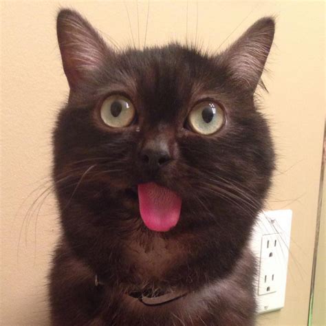 Mr Magoo Is The Cat That Cant Stop Sticking His Tongue