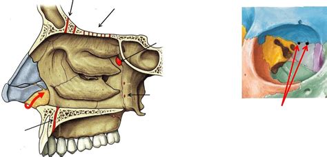 Foramina Of Oral Nasal Cavities Diagram Quizlet