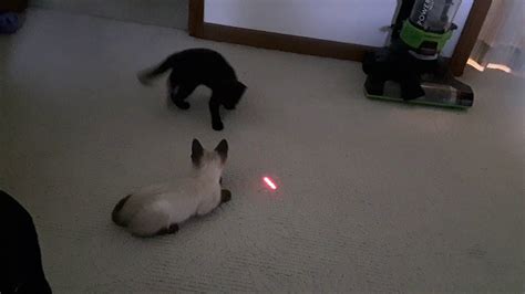 Laser Cats Youtube