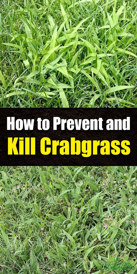 How To Prevent And Kill Crabgrass Lawn And Garden Unlimited Crab