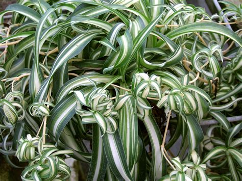 However, if your cat is consistent at eating spider plant excessively and. 15 Pet-Friendly Houseplants That Add Green Without the ...