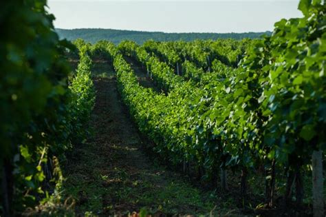 Premium Photo Landscape Of Hills With Vineyards In Moldova