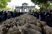 Por 100 maravedíes 2.000 ovejas recuperan las calles del centro de Madrid