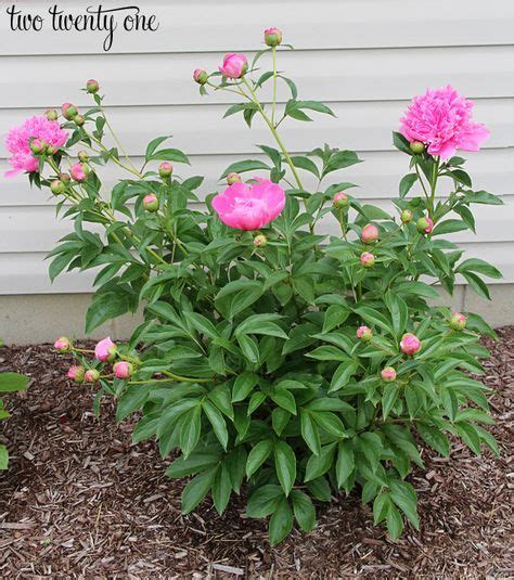 How To Grow Peonies Growing Peonies Plants Lawn And Garden