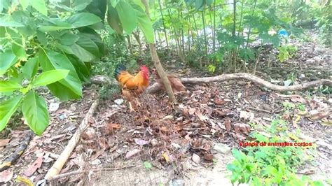 Gallo Pisando Gallina Ayam Kawin Rooster Mating Youtube