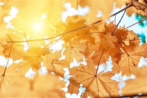 Yellow Maple Leaves Close Up Autumn Background Stock Image Image Of