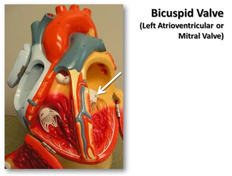 Bicuspid Valve The Anatomy Of The Heart Visual Atlas Pa